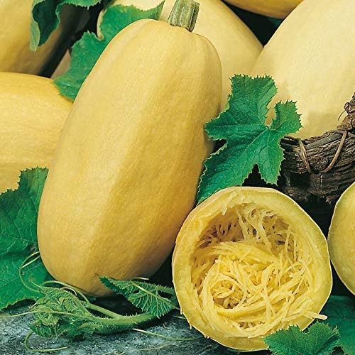 Seeds Squash Zucchini Yellow (Inside Like Spaghetti) Large Summer Vegetable for Planting Non GMO