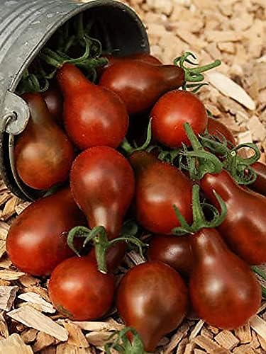Seeds Tomato Pear-Shaped Black Heirloom Vegetable for Planting Non GMO