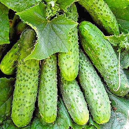 Seeds Vegetable Cucumber Nezhyn Open-Pollinated Heirloom Best for Pickling - 20 Seeds