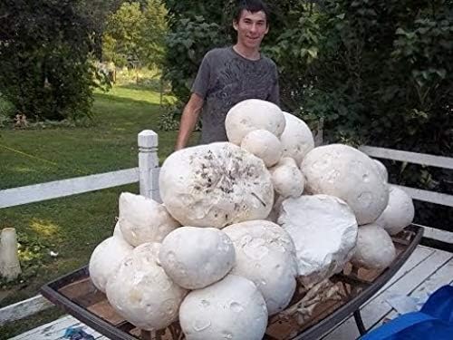 KIRA SEEDS - Giant Puffball Mushrooms Spores - Heirloom - GMO Free
