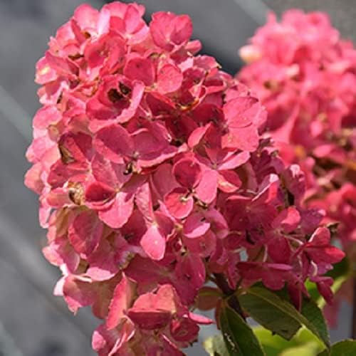 200 Black Snapdragon Seeds Flower Perennial Flowers Seed
