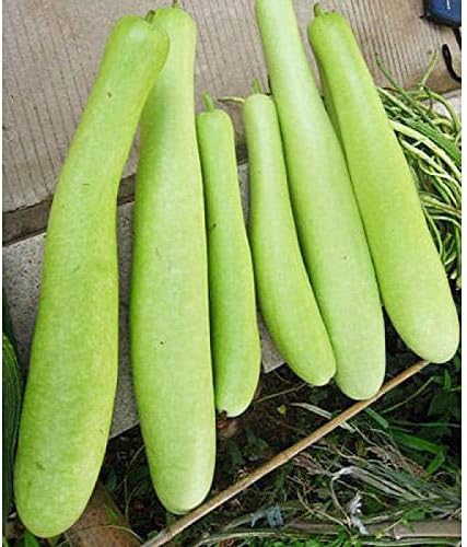 Seeds Calabash Long Gourd Lagenaria Serpantine Heirloom Vegetable for Planting Non GMO