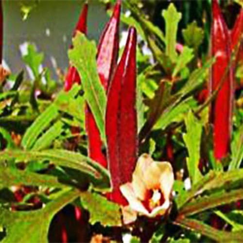 Todd's Seeds Red Burgundy Okra Heirloom Seed - 11g Packet