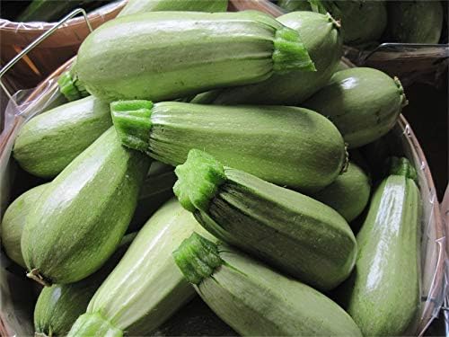 Seeds4planting - Seeds Zucchini Mush Bush White Giant Heirloom Non GMO