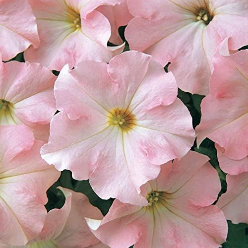 Park Seed Dreams Appleblossom Petunia – Large Pale Pink Blooms with Yellow Eye, Upright Mounded Grandiflora for Containers, Edging, and Groundcover, Fragrant and Pollinator-Friendly – Pack of 10