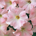 Park Seed Dreams Appleblossom Petunia – Large Pale Pink Blooms with Yellow Eye, Upright Mounded Grandiflora for Containers, Edging, and Groundcover, Fragrant and Pollinator-Friendly – Pack of 10
