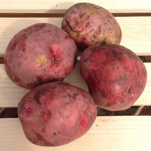 Red Pontiac Seed Potatoes, 5 lbs. (Certified)