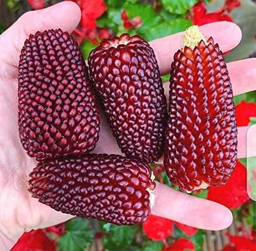 NIKA SEEDS - Seeds Vegetable Ornamental Corn Red - 10 Seeds