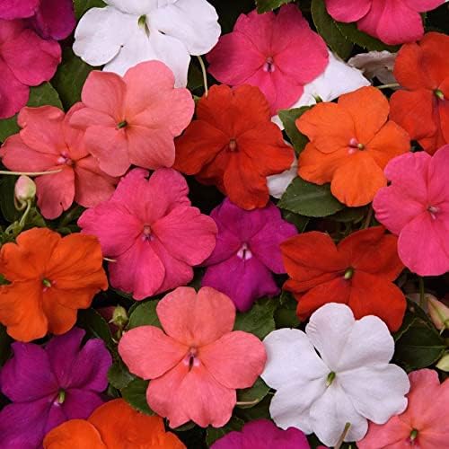 Park Seed Impatiens Flowering Plant Seeds, Beacon Formula Mixture Hybrid, Pack of 30 Seeds