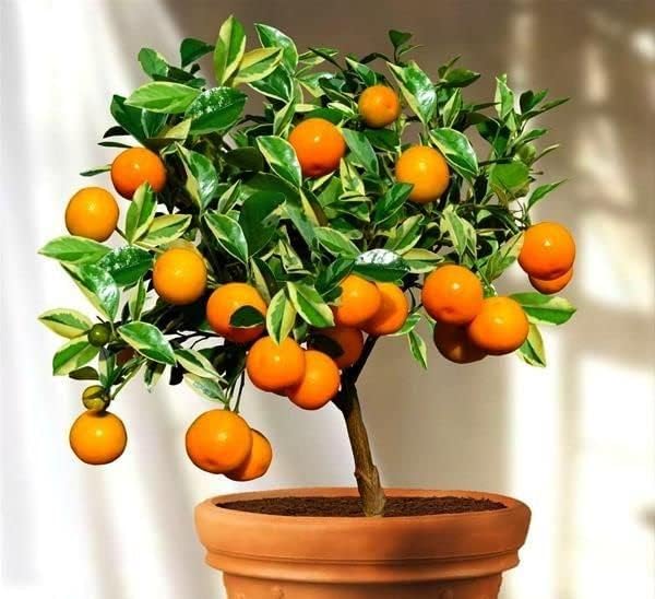 Gardenera Tailor-Made Soil Mix for Tangerine Trees : Grow Your Own Juicy Tangerines with Confidence - 2 Quart