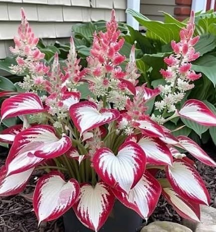 100+ Hosta Seeds for Planting Outdoors, Rare Perennial Flower Seeds, Shade Loving Hosta Plants for Garden Beds, Containers, Patios (White and Red)