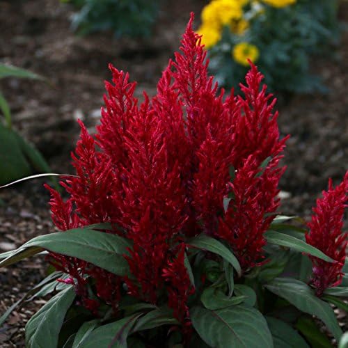 Park Seed Celosia Flower Plant Seeds, Easy to Grow, Perfect for Spring Garden, Dragon's Breath, Pack of 10