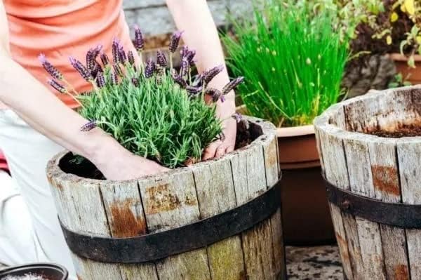 Gardenera Moisture Control Potting Mix - Perfect for Indoor and Outdoor Container Gardening! - 4 Quart