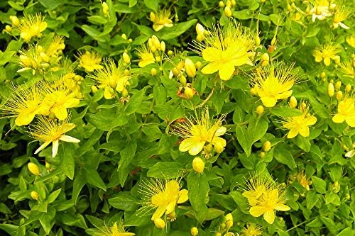 Seeds St. John's Wort Plant Medicinal Herbs Perennial Garden for Planting Non GMO 2000 Seeds