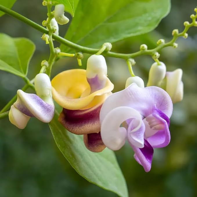 20PCS Corkscrew Vine Seeds – Non-GMO Heirloom Perennial, Fragrant Ornamental Climbing Snail Vine for Garden Trellis Fence