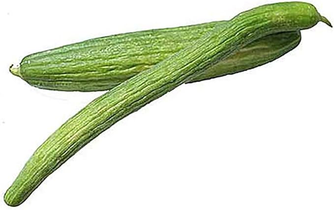Armenian Striped Snake Cucumber Seeds - 75+ Seeds…
