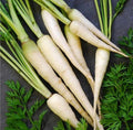 600 Lunar White Carrot Daucus Carota Vegetable Seeds