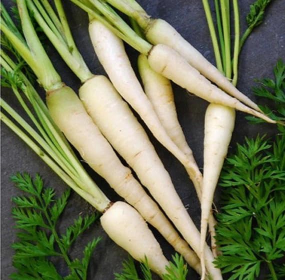 600 Lunar White Carrot Daucus Carota Vegetable Seeds