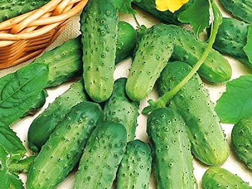 CEMEHA SEEDS - Seeds Cucumber Parisian Gherkin Open-Pollinated Pickling Non GMO Vegetable for Planting