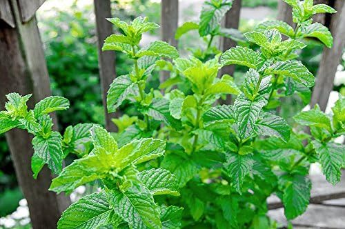 100+ Mojito Mint Seeds, Heirloom Herb Non-GMO, Fragrant Rare! Ships from USA Mentha spicata