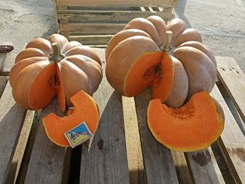SeedsUP - 10+ Seeds Pumpkin Musquee de Provence - Vegetable Orange
