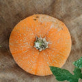 Winter Luxury Pie Pumpkin - 25 Seeds - Heirloom & Open-Pollinated Variety, Non-GMO Vegetable Seeds for Planting in The Home Garden, Thresh Seed Company