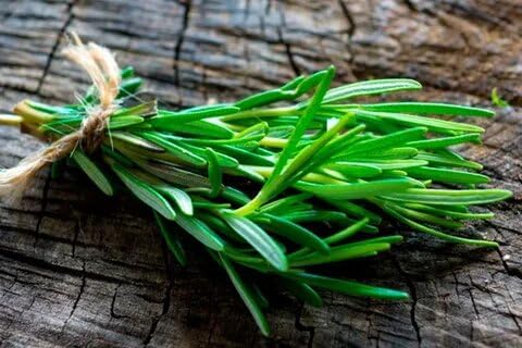 Seeds Rosemary - Heirloom Herb - GMO Free