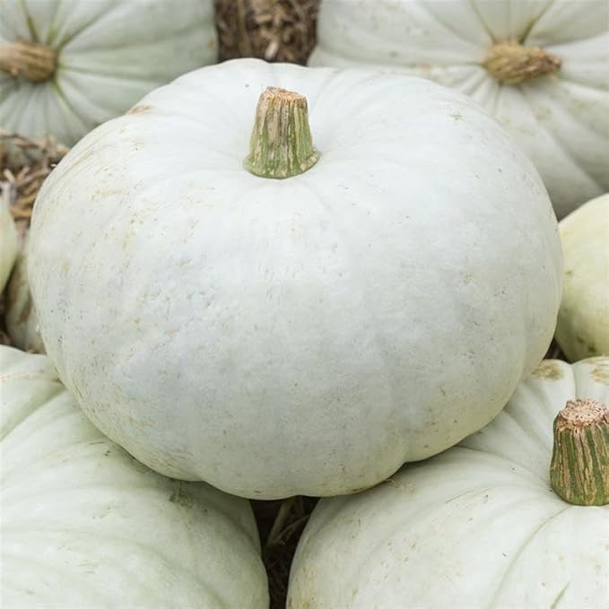 White Harvest F1 Hybrid Pumpkin 1 Oz ~200 Seeds – Cucurbita Maxima – Non-GMO, Annual, 90-95 Days – White Cinderella-Type Pumpkins – Decorative & Edible – Approx. 200 Seeds/Oz