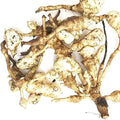 Organic Jerusalem Artichoke Tubers (Helianthus tuberosus) - Sunchokes, Sunroot or Jerusalem Artichokes for Planting or Eating - 5 Tubers by Smoke Camp Crafts
