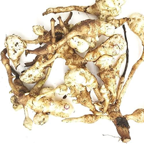 Organic Jerusalem Artichoke Tubers (Helianthus tuberosus) - Sunchokes, Sunroot or Jerusalem Artichokes for Planting or Eating - 20 Tubers for Planting