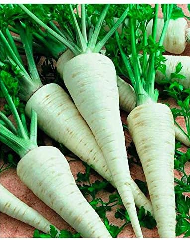 Seeds Parsnip Vegetable Heirloom Non GMO for Planting