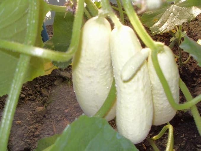 40+ Seeds Cucumber Angel - Vegetable White
