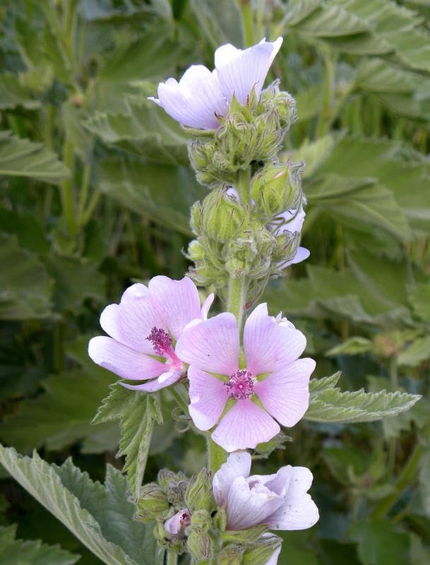 NIKA SEEDS - Seeds Herb Marshmallow (Althaea Officinalis) - 100 Seeds