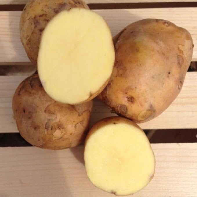 Yukon Potato Seeds for Planting Outdoors, 60 Seeds True Potato Seeds Easy for Growing from Seeds
