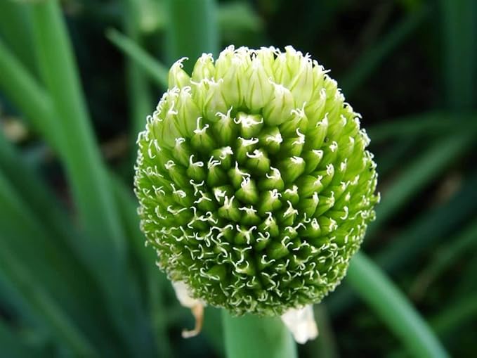 SeedsUP - 400+ Seeds Welsh Bunching Onion - Vegetable Green