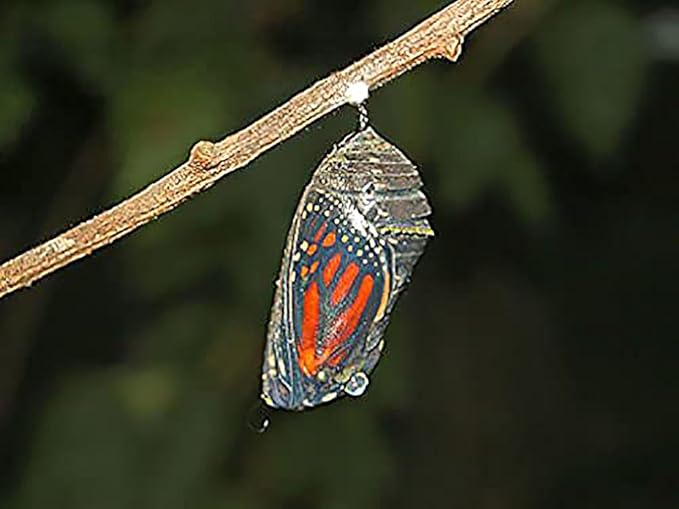 White Ice Swamp Milkweed Seeds to Help Save The Monarch Butterflies - Incarnata Milkweed