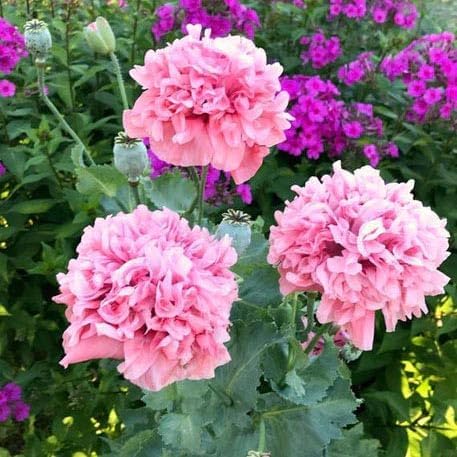 Outsidepride Peony Pale Rose Poppy Seeds for Planting - 10,000 Pcs Annual, Drought-Tolerant & Easy to Grow Wildflower Seeds with Vibrant Light Pink Blooms for Landscaping, & Pollinator Garden