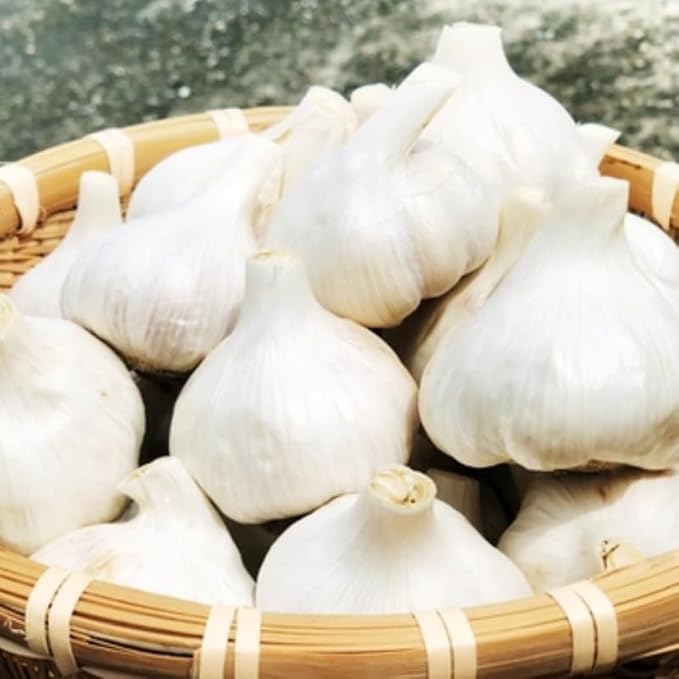 1 Pound White Hardneck Garlic Bulbs for Planting, Fresh High-Yield Hardy Garlic for Garden or Container Growing