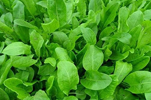 Sorrel Odessa Seeds – Perennial Herb | Heirloom, Non-GMO, Tender & Tangy Leafy Green for Culinary Use