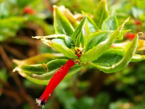 10 Firecracker Cigar Plant (Cigarette/Mexican Cigar) Cuphea Ignea Flower Seeds
