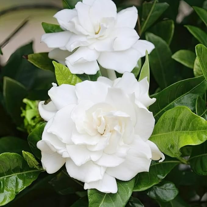 200+ Gardenia Flower Seeds for Planting Outdoors-Perennial Cape Jasmine Flower Fragrant Flowes Plant Home Garden Bonsai