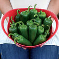 Park Seed Park's Whopper Jalapeño Pepper Seeds – Large, Spicy 2.6 oz Peppers, 2100–2500 Scovilles, High-Yielding and Disease Resistant, Great for Salsas, Pickling, and Grilling – Pack of 15 Seeds
