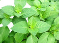 100 Indian Rama Holy Tulsi Sacred Herb Seeds Green Leaf Heirloom Non-GMO Tulasi, Grows Big, Super Fragrant Grown in USA Ocimum Sanctum