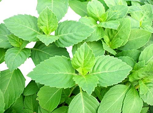 100 Indian Rama Holy Tulsi Sacred Herb Seeds Green Leaf Heirloom Non-GMO Tulasi, Grows Big, Super Fragrant Grown in USA Ocimum Sanctum