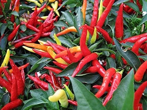 Seeds Vegetable Ornamental Chili Pepper Mix Decorative Rainbow Plant - 30 Seeds