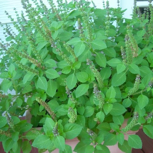 Set 6 Holy Basil Plants, 3-5 Inch Tall Herb Tusil Basil Plant, Live Perennial Herb Plant for Indoors, Outside Garden