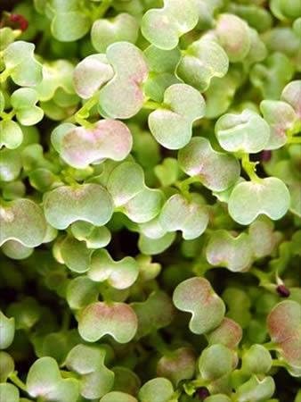 Osaka Purple Mustard Gardening Seeds: 1 Oz - Non-GMO Seeds for Microgreens, Micro Herb Greens, Vegetable Garden