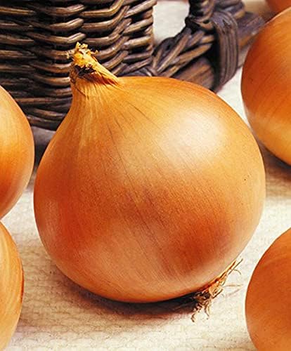 Seeds Giant Onion Chalcedony (Allium cepa) Heirloom Vegetable for Planting Non GMO