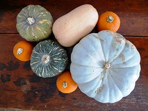 Seeds Colorful Edible Pumpkin Mix 7 Sweet Varieties 20+ Seeds Non-GMO Annual Plant