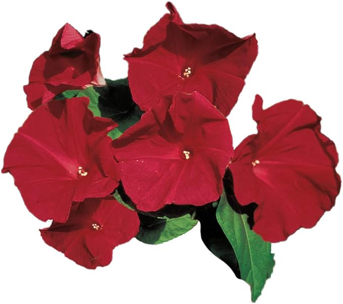 Park Seed Morning Glory Vine Flower Plant Seeds, Easy to Grow, Perfect for Spring Garden, Scarlet O'Hara, Pack of 25